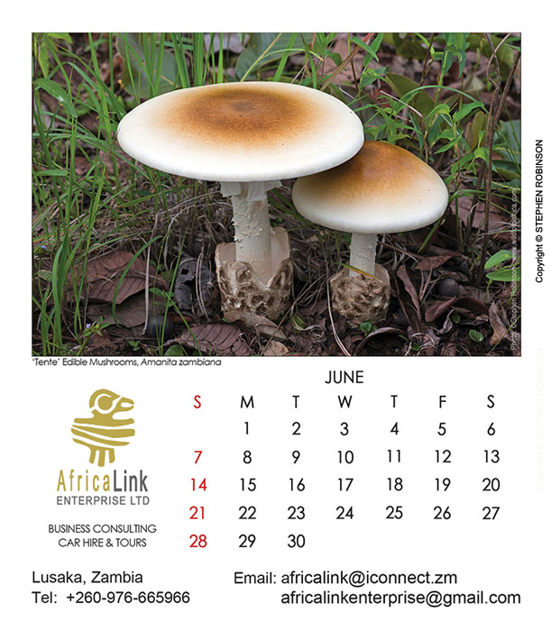 017_Artwork-Pg7-June-Tente-Mushrooms
