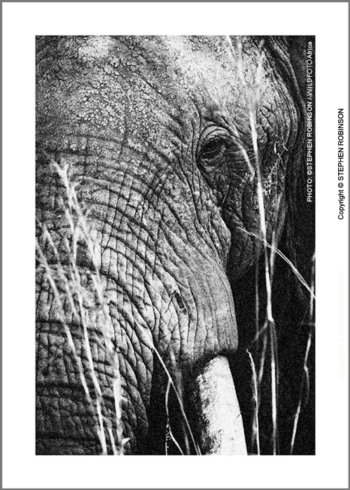 008_ME.0993VBWA-African-Elephant-Bull