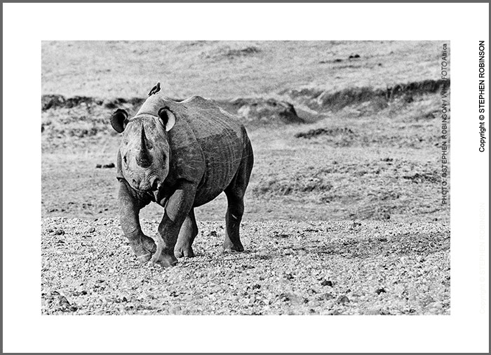 011_MR.BW.082-36-EXTINCT-Luangwa-Valley-Black-Rhino-