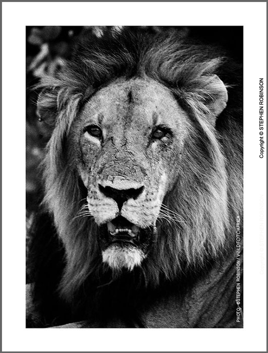 016_ML.BW.07_06AV[rev1]-Lion-Portrait-Luangwa-Valley-Zambia-sfw
