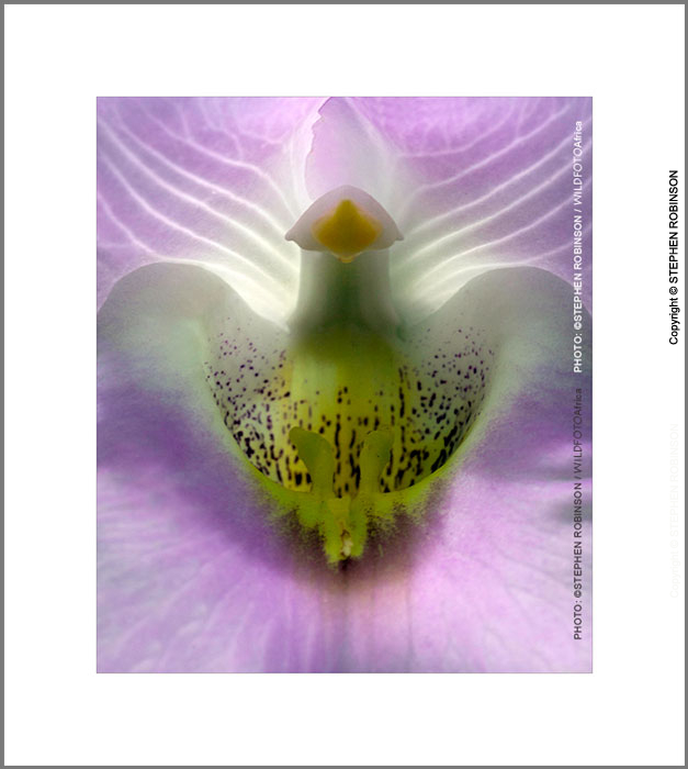 002_FP_4092V-African-Foxglove-Orchid-Eulophia-cucullata