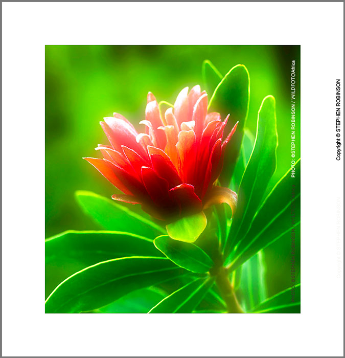 004_FP_5023V-Zambian-Protea-Protea-senegalensis