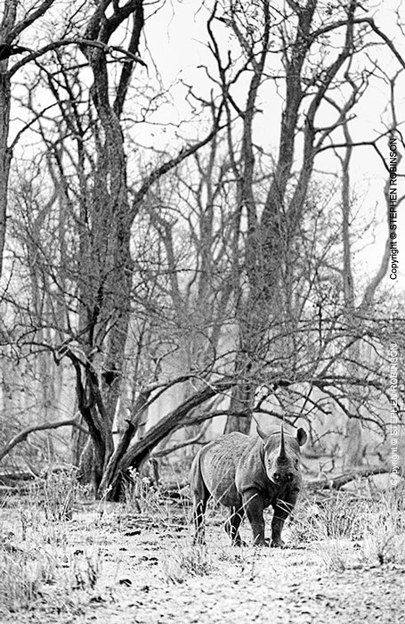 007_MR.BW.044-30AV-EXTINCT-Luangwa-Valley-Black-Rhino