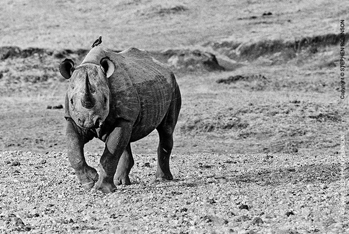 010_MR.BW.082-36-EXTINCT-Luangwa-Valley-Black-Rhino