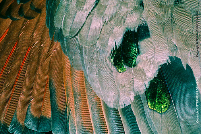 001_B21D.10 African Emerald Spotted Dove wing detail