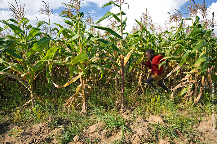 010_AgCF.0068-African-Conservation-Farming---Maize-Crop-&-Child-Running-Zambia