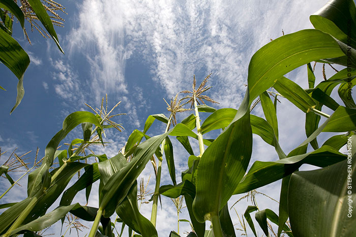 022_AgCF1035-Conservation-Farming-Maize-&-Sky
