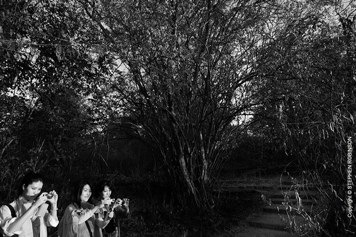 007_TZmS.2891BW-Asian-Tourists-in-Africa