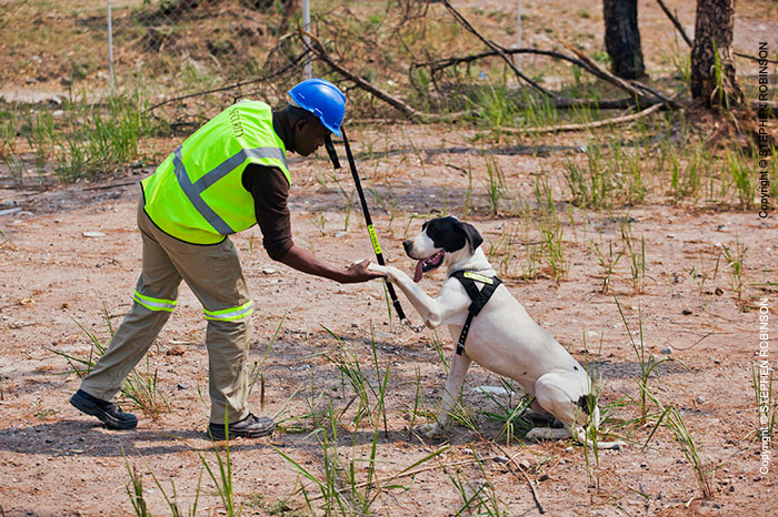 056_KMK_RF_8989-Kamoto-Mine-Security-Dog-Training-Congo