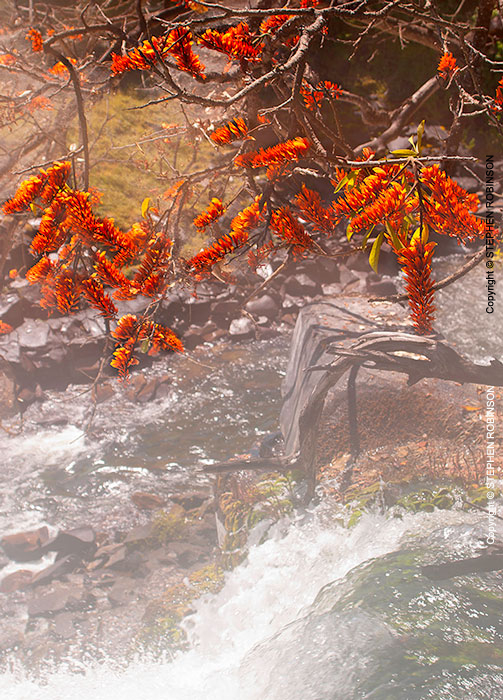 006_LZmL.7957V-Erythrina-flowers-&-Waterfall