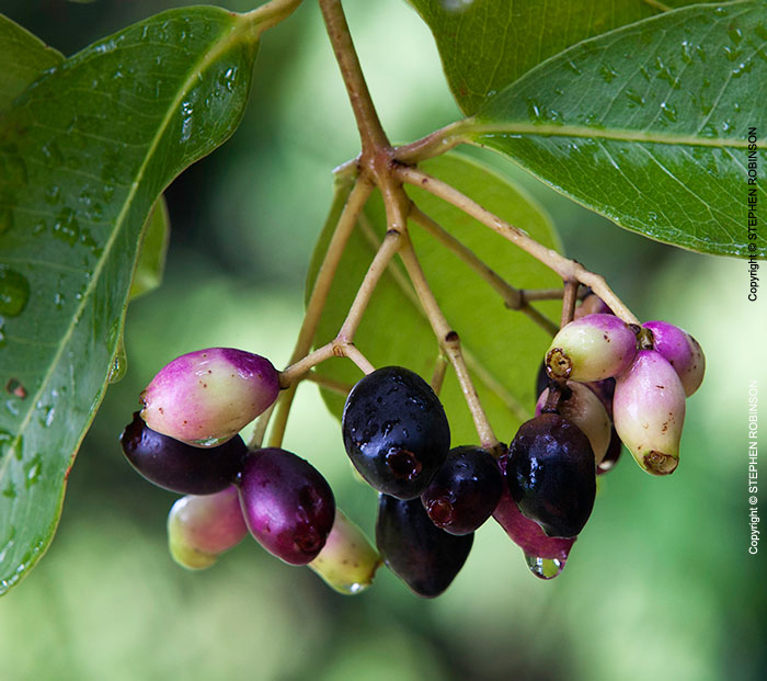 008_FT.4056-Waterberry-Tree-Fruit-&-Rain