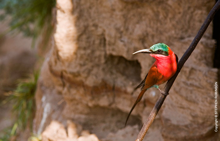003_B27C.0626-Carmine-Bee-eater-at-Riverbank-Nest-Site