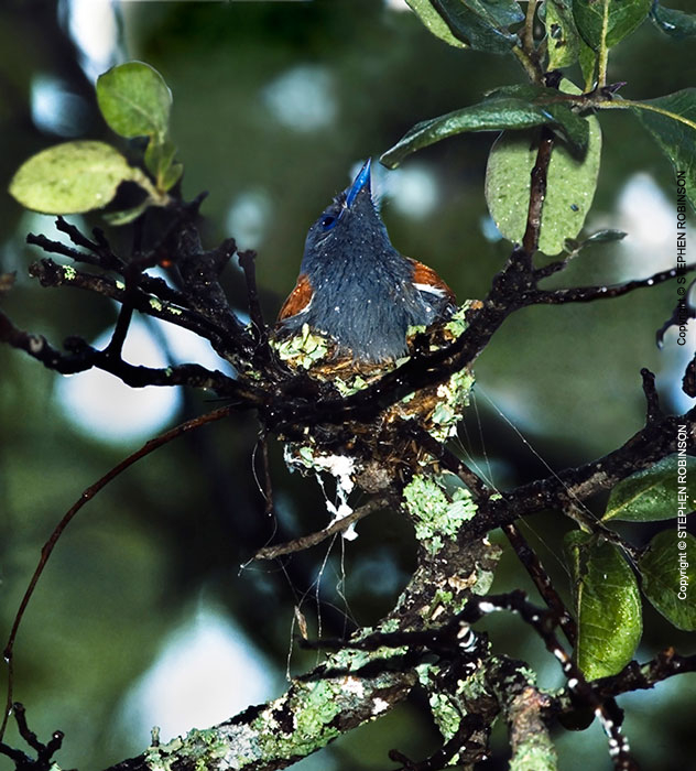 008_B39F.19-African-Paradise-Flycatcher-female-sheltering-nestlings-in-rain