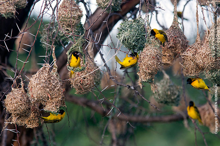 022_B44W.0713.10-African-Village-Weaver-males-nest-building