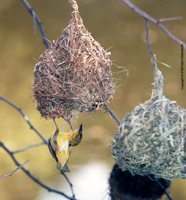 025_B44.6703-Masked-Weaver-female-inspecting-male's-nest