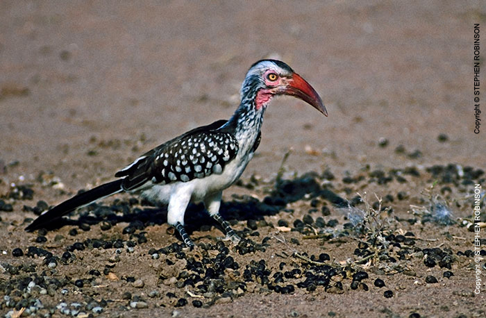 071_B29H.85-Red-billed-Hornbill-Tockus-erythrorhynchus