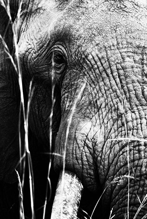 007_ME.0989VBWA-African-Elephant-Bull-Luangwa-Valley-Zambia