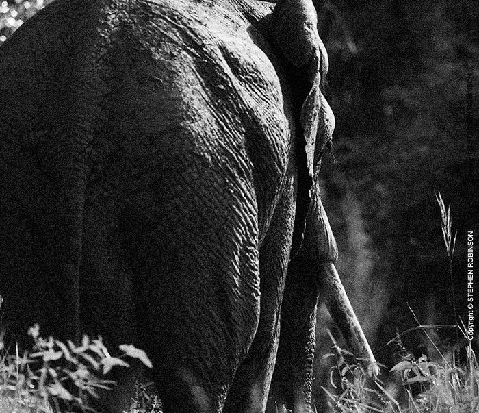 009_ME.0965BW-African-Elephant-Bull-Luangwa-Valley-Zambia