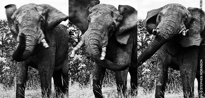 011_ME.093537VBW-Triptych-Elephant-Bull-Luangwa-Valley-Zambia-