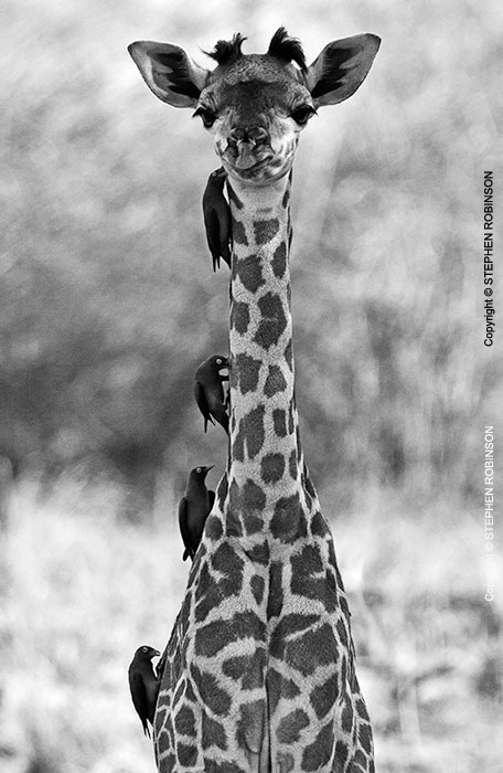 017_MG.1002VBW-Thornicroft's-Giraffe-Infant-&-Oxpeckers-Luangwa-Valley-Zambia