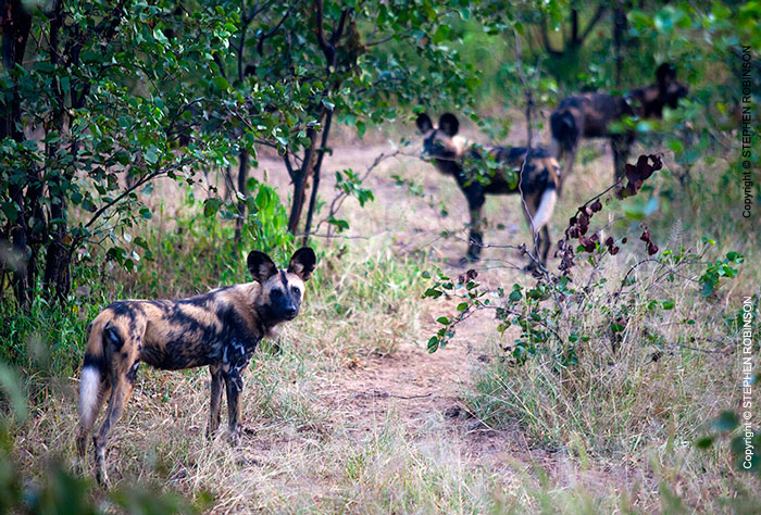 035_MDW.0890-Wild-Dog-Group-Lycaon-pictus-Luangwa-Valley-Zambia-
