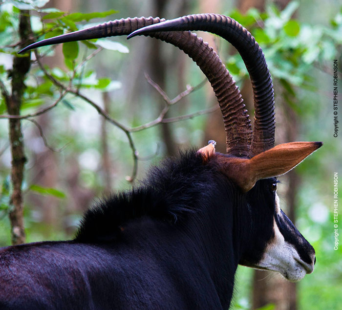 045_MAS.6186A-Sable-Antelope-Bull-horns-N-Zambia