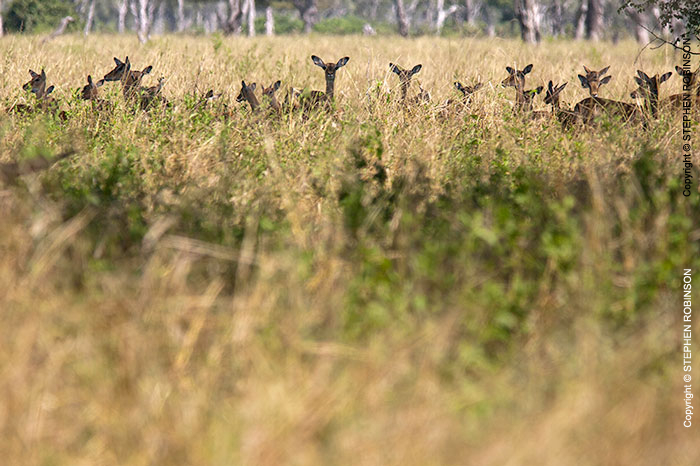 055_MAI.0790-Impala-Herd-Luangwa-Valley-Zambia