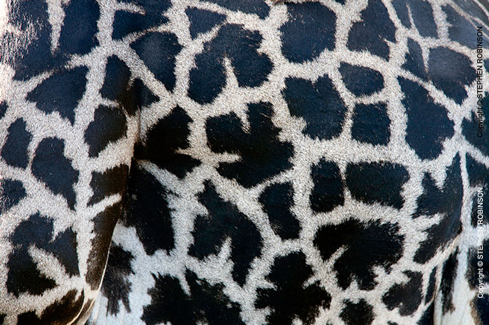 066_MG.0744-Thornicroft's-Giraffe-male-skin-pattern-Luangwa-Valley-Zambia