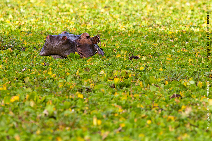 067_MH.0851-Hippo-in-Nile-Cabbage-Luangwa-Valley-Zambia