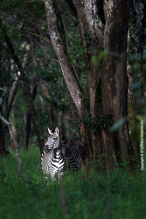 072_MZ.6096V-Zebra-in-Miombo-Woodland-N-Zambia
