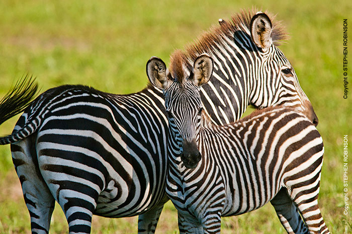 073_MZ.0797-Burchell's-Zebra-&-foal-Luangwa-Valley-Zambia