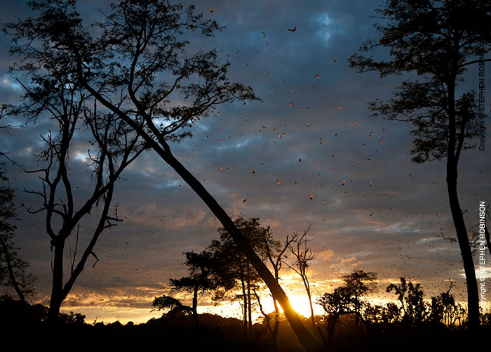 094_MBA.4547A-Sunrise-Straw-coloured-Fruit-Bat-Migration-N-Zambia