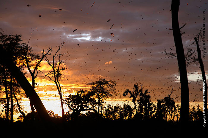 097_MBA.4529-Sunrise-Straw-coloured-Fruit-Bat-Migration-N-Zambia-