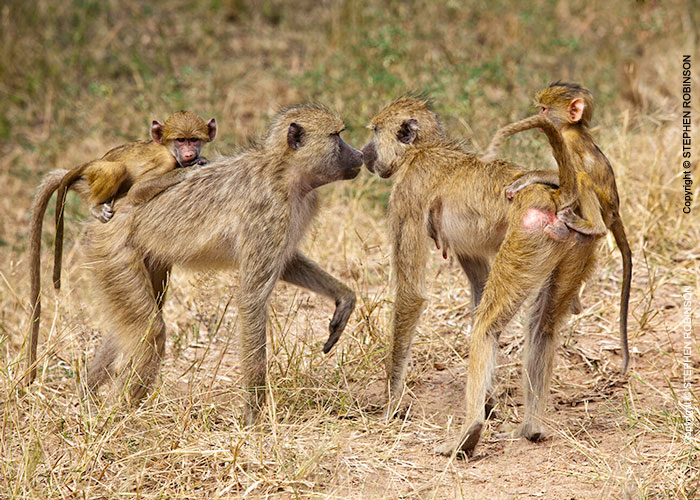 098_MApB.0820-Yellow-Baboon-females-&-infants-greeting-Luangwa-Valley-Zambia