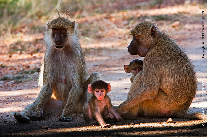 100_MApB.01149-Yellow-Baboon-females-&-infants-Luangwa-Valley-Zambia