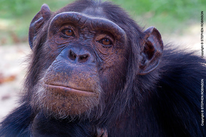 103_MApC.5161-Chimpanzee-Chimfunshi-Sanctuary-Zambia