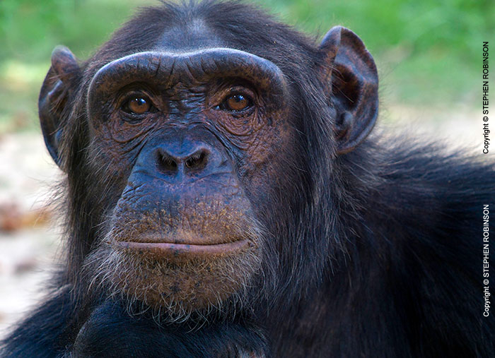 104_MApC.5163-Chimpanzee-Chimfunshi-Sanctuary-Zambia
