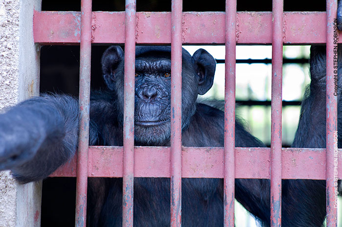 110_MApC.5204-Chimpanzee-Chimfunshi-Sanctuary-Zambia