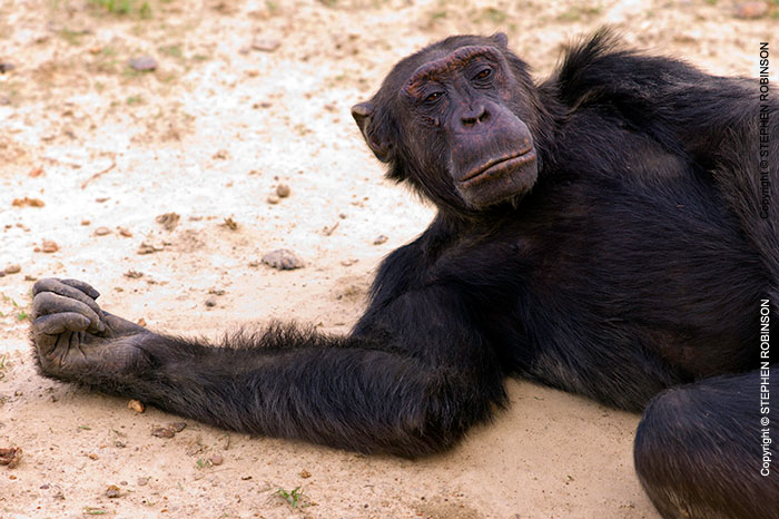 114_MApC.5361-Chimpanzee-Chimfunshi-Sanctuary-Zambia