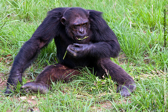 115_MApC.5364-Chimpanzee-male-Chimfunshi-Sanctuary-Zambia