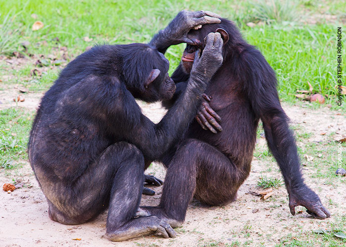 116_MApC.5376-Chimpanzees-grooming-#3-Chimfunshi-Sanctuary-Zambia