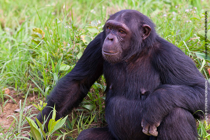 119_MApC.5387-Chimpanzee-Chimfunshi-Sanctuary-Zambia