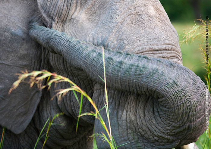 008_ME.1000-African-Elephant-Bull-close-up-Luangwa-Valley