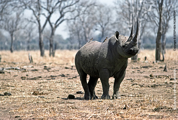010_MR.500--Extinct-Black-Rhino-Luangwa-Valley