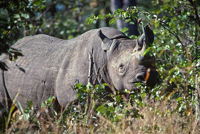 011_MR.501--Extinct-Black-Rhino-Luangwa-Valley