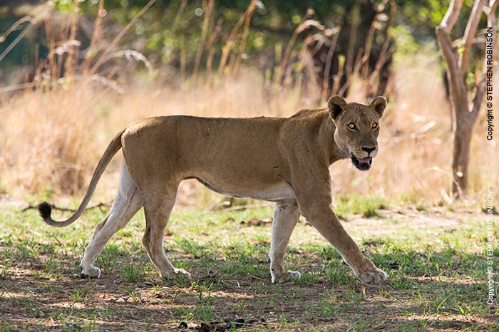 015_ML.1120-African-Lioness-Walking-Eyes-Luangwa-Valley-Zambia