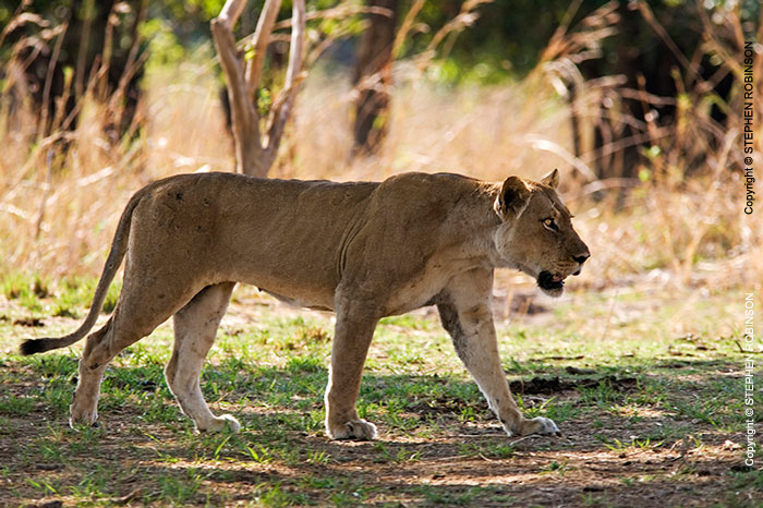 018_ML.1129-African-Lioness-Walking-Luangwa-Valley-Zambia