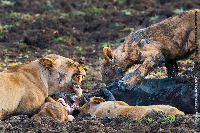 019_ML.11088-Lioness-&-cub-at-kill-Luangwa-Valley-Zambia