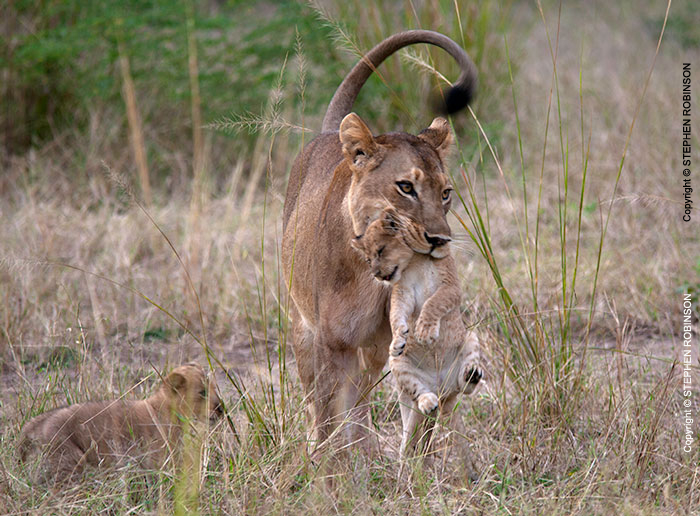 027_ML.1091-Lioness-carrying-newborn-cub-Luangwa-Valley-Zambia-