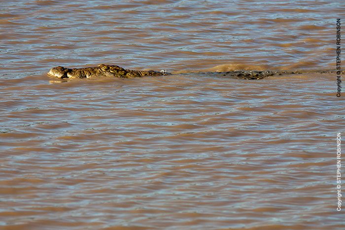 128_RC.0779-Nile-Crocodile-swimming-Luangwa-River